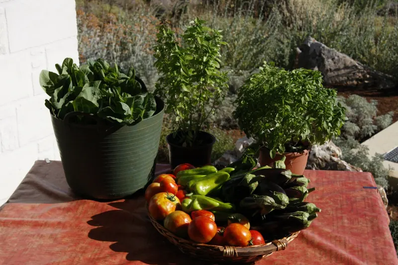 Potted herbs and a basket of tomatoes and peppers on a red tablecloth